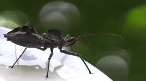 Assassin bug crawling away Stock Footage 65454309