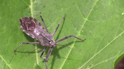 Assassin bug crawling on plant leaf facing camera Stock Footage 65454300