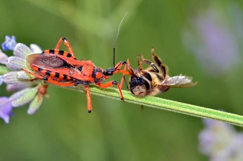 Assassin bug eating a bee Stock Photos