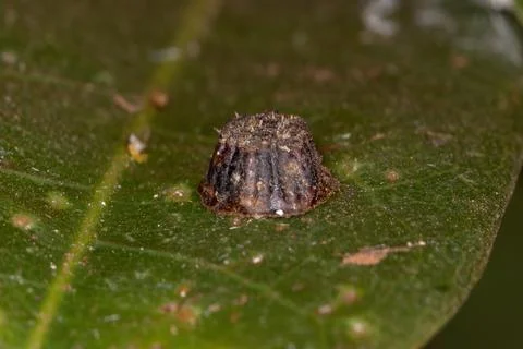 Assassin Bug Eggs Stock Photos