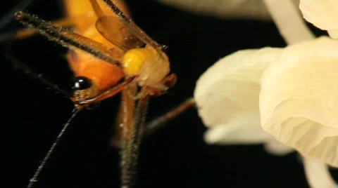 Assassin bug feeding on a fruit fly on a fungus covered trunk Stock Footage 783989