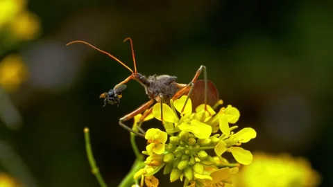 Assassin bug feeding on prey on yellow flower Stock Footage 340759815