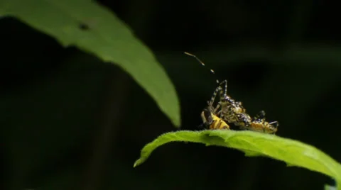 Assassin Bug Feeding Sequence - Reduviidae Stock Footage 1013204