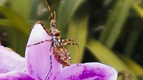 Assassin Bug on Flower Stock Footage 244687282