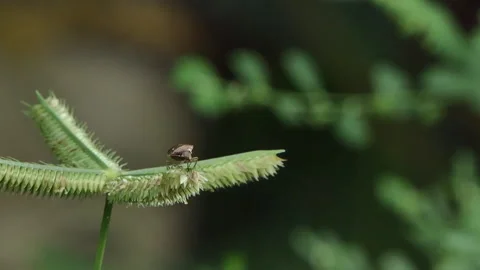 Assassin bug on flower grass in tropical rainforest. 库存影片 340148915