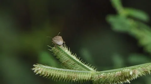 Assassin bug on flower grass in tropical rainforest. Stock Footage 340148928