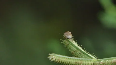 Assassin bug on flower grass in tropical rainforest. 動画素材 340149014