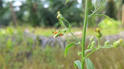 Assassin bug Stock Footage 283880232