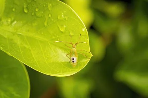 Assassin Bug In The Garden Stock Photos