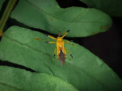 Assassin Bug on green leaf with black background Stock Photos