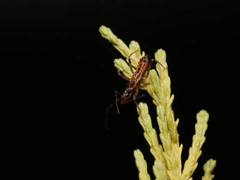 Assassin bug on green vegetation macro photo Stock Photos