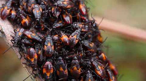 Assassin Bug Group Molting Stock Footage 36043404