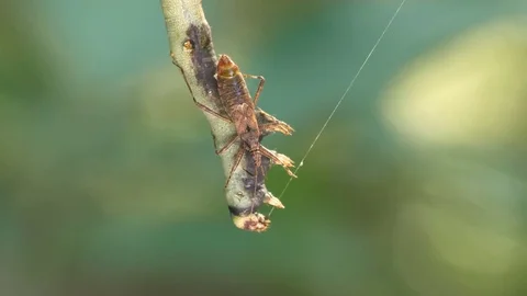 Assassin bug (Heteroptera) sucking out a caterpillar Stock-Footage 79747722