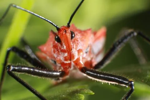 Assassin Bug Insect Macro - Hemiptera Stock Photos