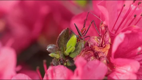 Assassin bug insect walking through pink flowers Stock Footage 128716716