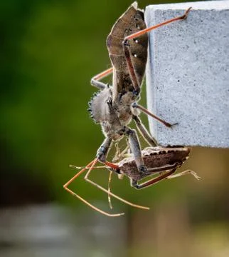 Assassin bug kills shield bug Foto stock