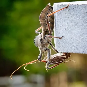 Assassin bug kills shield bug Stock Photos