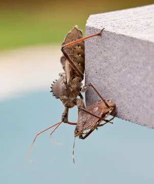 Assassin bug kills shield bug Foto stock