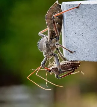 Assassin bug kills Shield bug Rare shot of the predatory Assassin bug inje... 스톡 사진