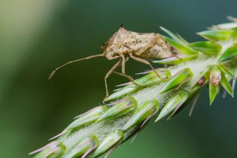 Assassin bug laying eggs Stock Photos