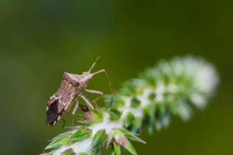 Assassin bug laying eggs Stock Photos