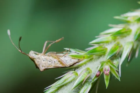 Assassin bug laying eggs Stock Photos