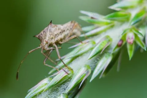 Assassin bug laying eggs Stock Photos