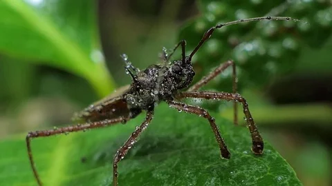 Assassin bug on leaves. Video stock 78101279