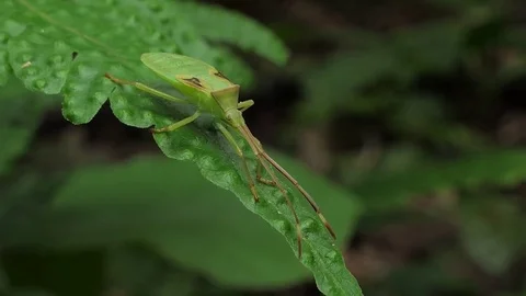 Assassin bug on leaves. Stock Footage 78102021