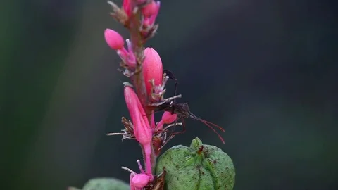 Assassin Bug macro on a Red Yucca Stockbeeldmateriaal 80311511