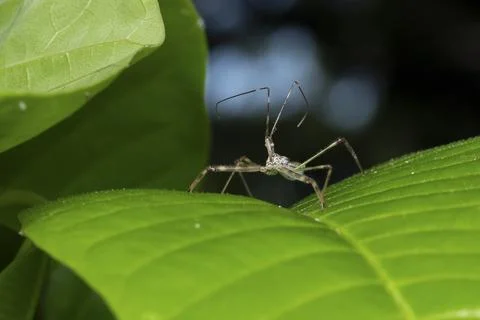 Assassin bug on a mango leaf (Rhynocoris iracundus), Satara, Maharashtra, Ind Stock Photos