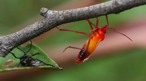Assassin Bug Molting Stock Footage 36043445