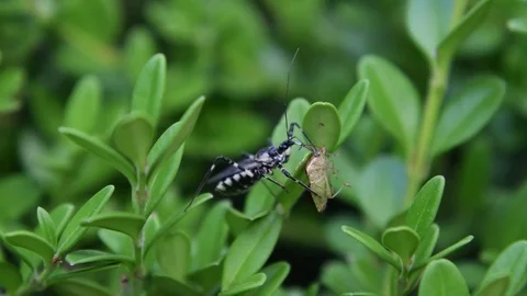 Assassin bug moving prey Video stock 83163934