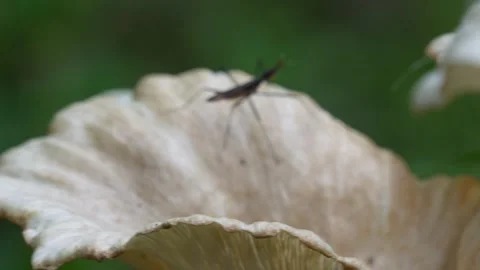 An assassin bug on a mushroom identified as Fool's Funnel Stock Footage 314573371