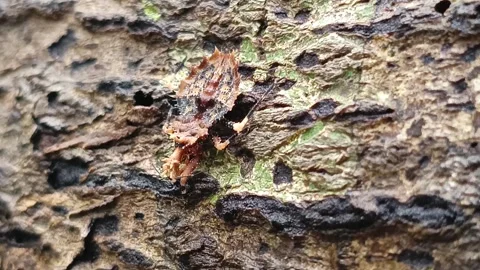 Assassin Bug Nymph Camouflaged on Tree Bark in Tropical Rainforest 库存影片 335144315