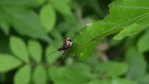 Assassin bug nymph crawling Stock Footage 82785735