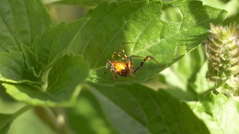 Assassin Bug Nymph On The Green Leaf of A Plant. - closeup shot Stock Footage 328387162