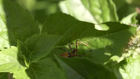 Assassin Bug Nymph On Green Leaf - Close Up Stock Footage 328842656