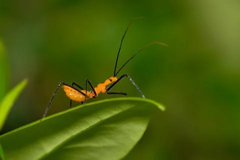 Assassin bug nymph on a leaf tip. Stock Photos