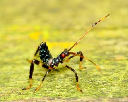Assassin bug nymph Foto stock