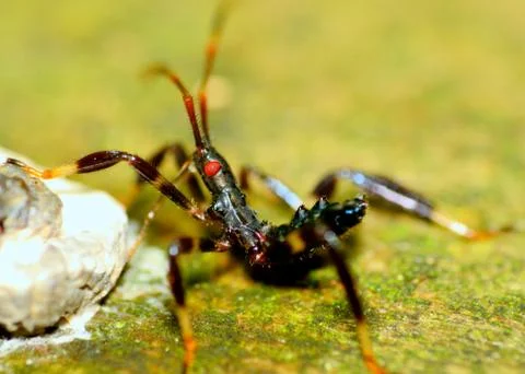 Assassin bug nymph Foto stock
