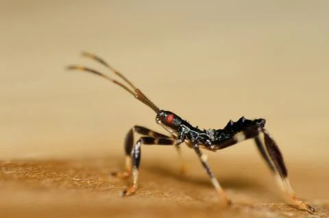 Assassin bug nymph Stock Photos