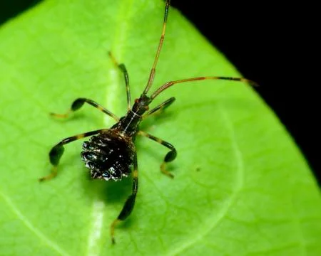 Assassin bug nymph Stock Photos