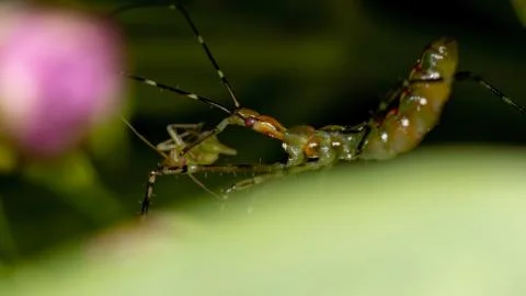 Assassin Bug Nymph Stock Photos