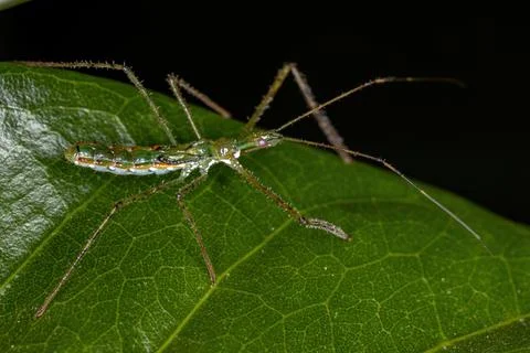 Assassin Bug Nymph Foto stock