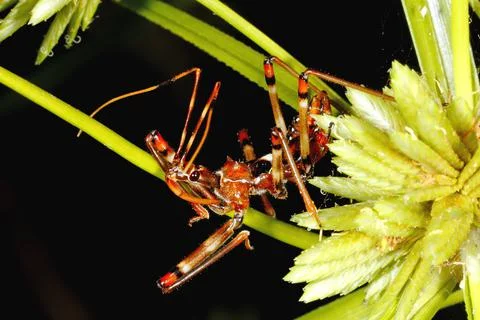 Assassin Bug nymph Stock Photos