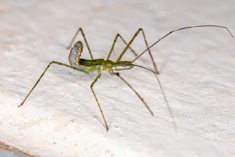 Assassin Bug Nymph Stock Photos