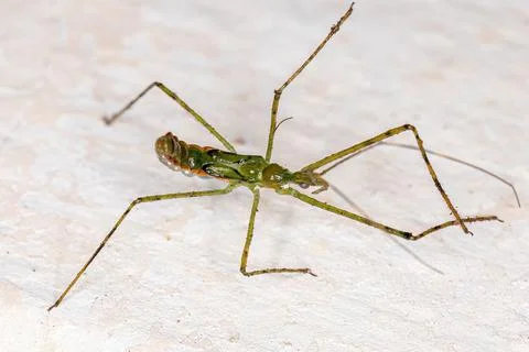 Assassin Bug Nymph Stock Photos