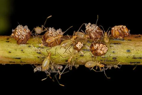 Assassin Bug Nymphs Stock Photos