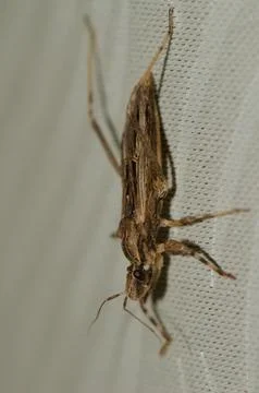 Assassin bug Oncocephalus sp. Stock Photos